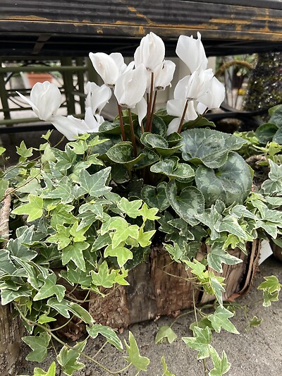 Cyclamen Garden