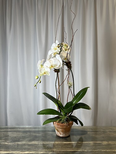 White Orchid