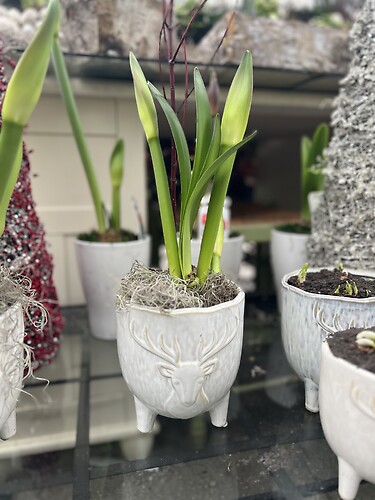 Potted Amaryllis